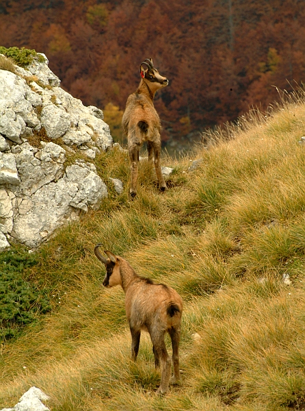 Camoscio d''Abruzzo Rupicapra pyrenaica ornata